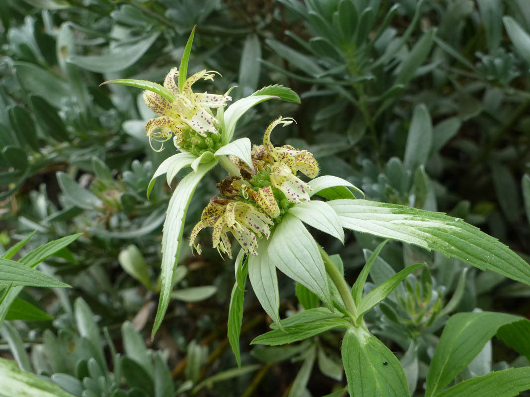 Monarda punctata photo